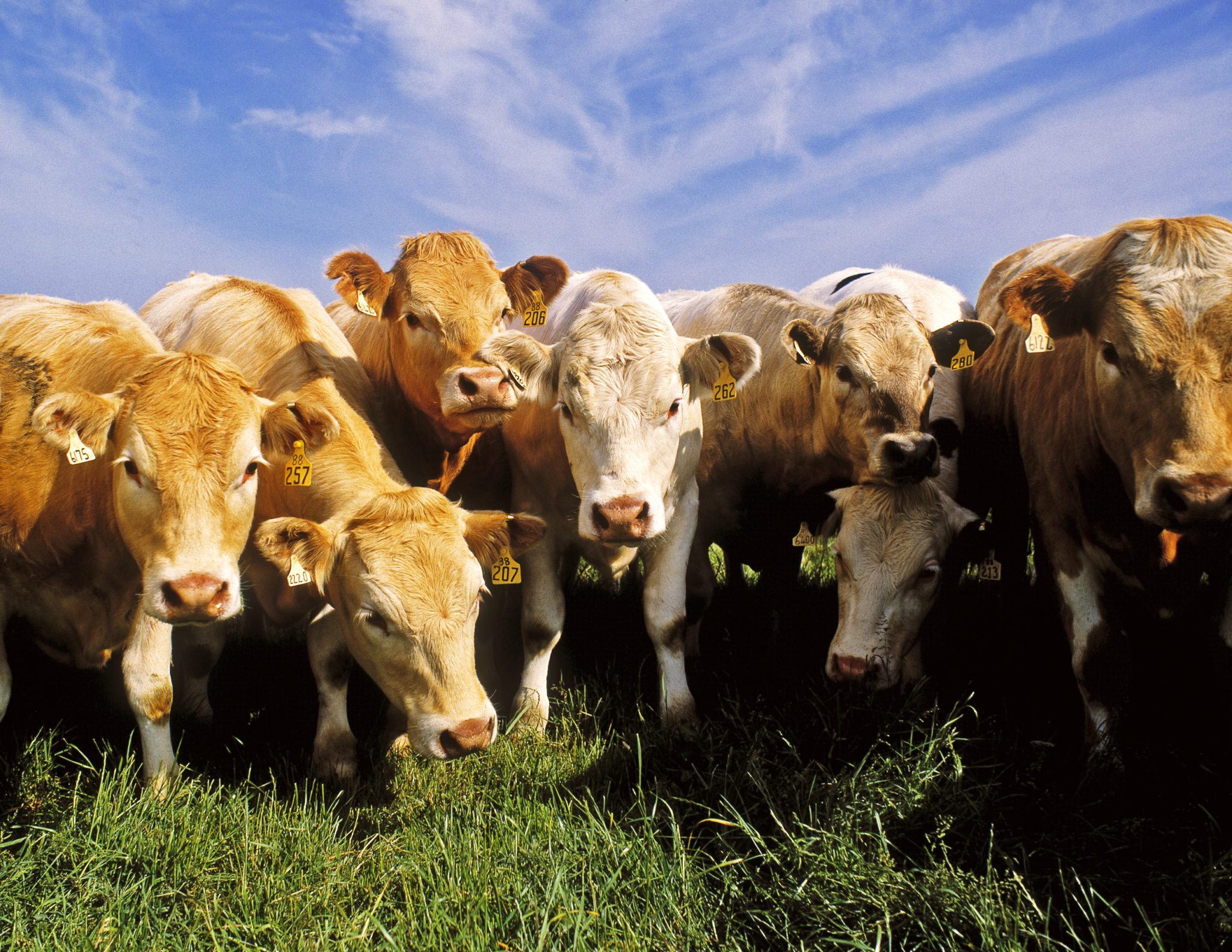 Jim Power Beef Report Shows Importance of CAP to Future of Beef Sector ...