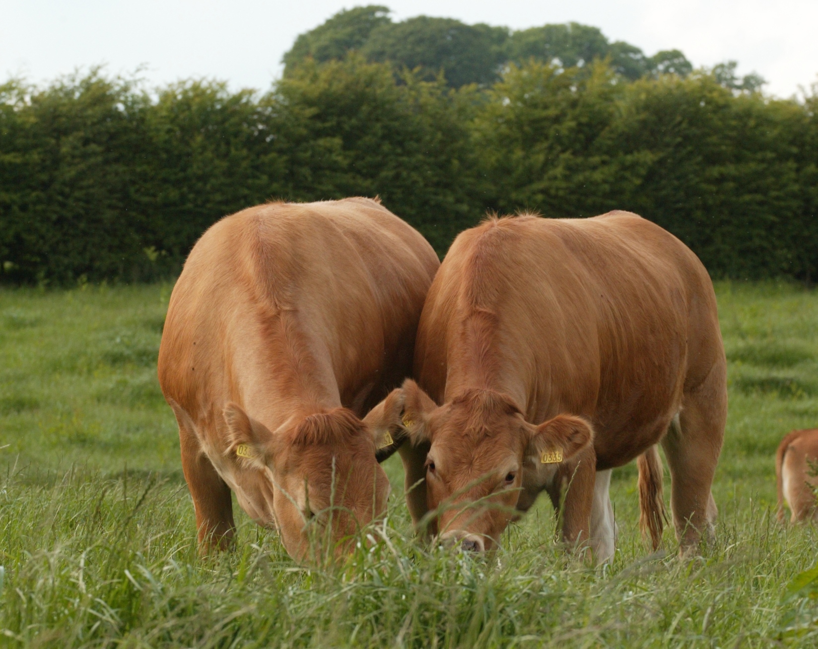 Over Grazing Definition