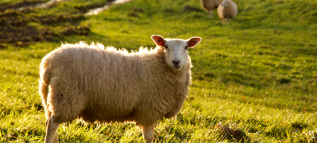 lamb-price-update-26th-november-irish-farmers-association