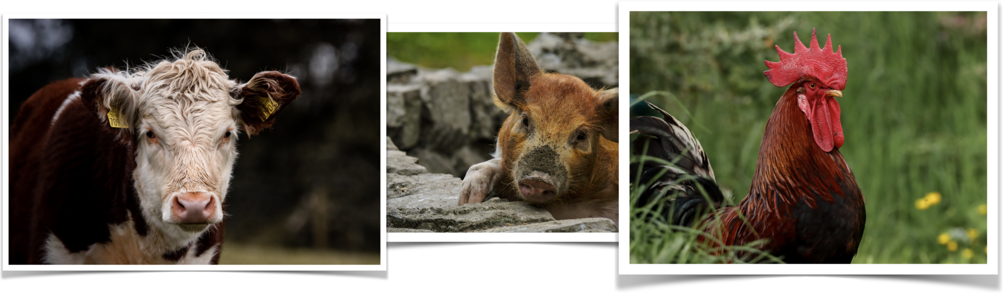 2025 Calendar Competition Irish Farmers' Association